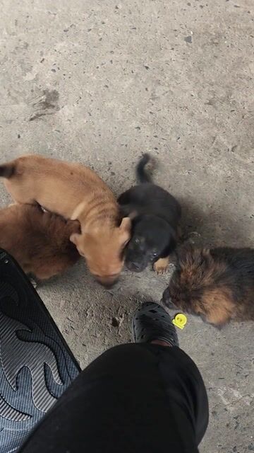 Chó cỏ lai nhiều màu. Mua bán Chó tại Huyện Nhà Bè Tp Hồ Chí Minh được đăng bởi an an hình 1