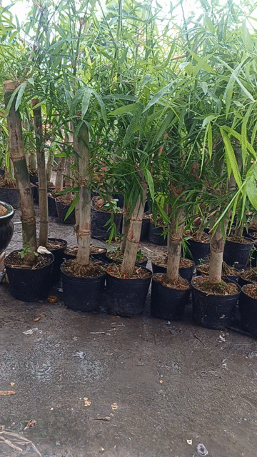 Cây giống  Tre Tầm vông. Mua bán Cây cảnh, đồ trang trí tại Huyện Trảng Bàng Tây Ninh được đăng bởi Nguyễn Quế Trân hình 1