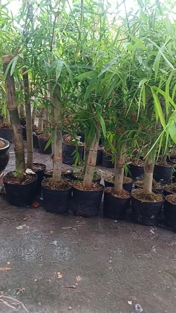 Cây giống  Tre Tầm vông. Mua bán Cây cảnh, đồ trang trí tại Huyện Trảng Bàng Tây Ninh được đăng bởi Nguyễn Quế Trân hình 1