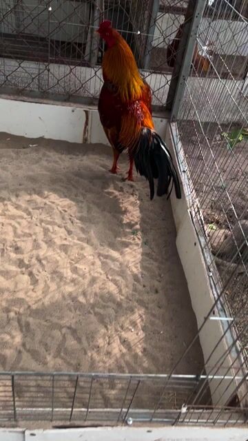 Gà khét 2kg6 tay đặt. Mua bán Gà tại Quận Tân Bình Tp Hồ Chí Minh được đăng bởi ko chín sáu bảy ko ko bốn bảy bảy một HUY hình 1