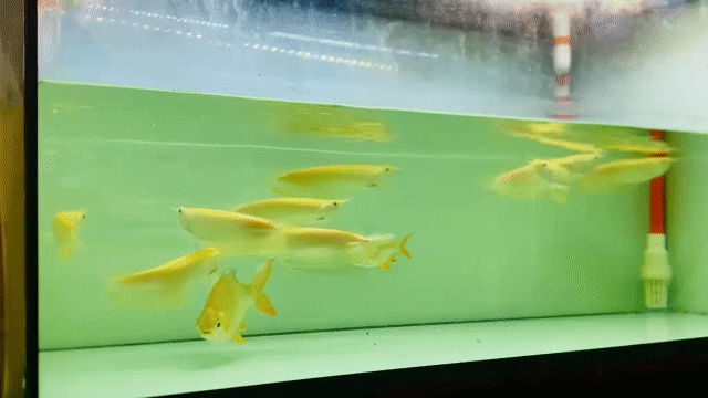 Cá Rồng Ngân Vàng 26-27cm. Mua bán Thú cưng khác tại Quận Phú Nhuận Tp Hồ Chí Minh được đăng bởi Huynhthanhvinh hình 1