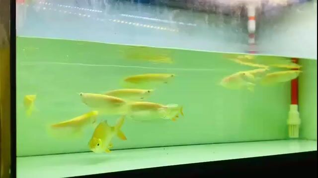 Cá Rồng Ngân Vàng 26-27cm. Mua bán Thú cưng khác tại Quận Phú Nhuận Tp Hồ Chí Minh được đăng bởi Huynhthanhvinh hình 1