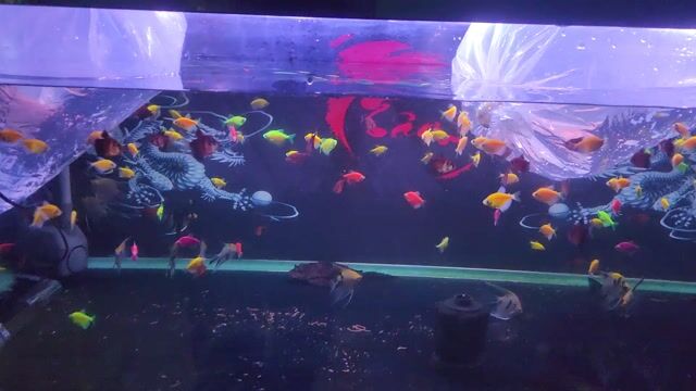 Cánh buồm và Ông Tiên  ( vài trăm con ). Mua bán Thú cưng khác tại Quận 8 Tp Hồ Chí Minh được đăng bởi Tuấn Anh Cá Kiểng Online hình 1