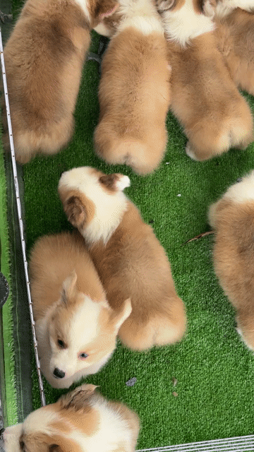 Chó Corgi Vàng trắng mắt xanh đã tiêm phòng. Mua bán Chó tại Huyện Bình Chánh Tp Hồ Chí Minh được đăng bởi Ken péthop hình 1