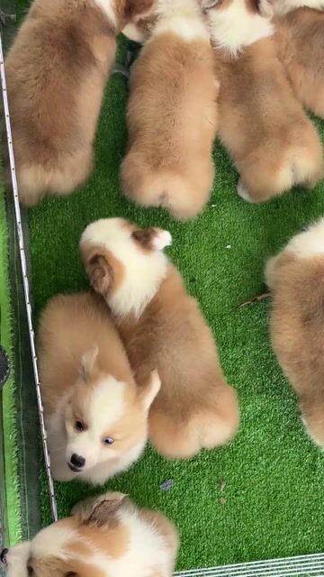 Chó Corgi Vàng trắng mắt xanh đã tiêm phòng. Mua bán Chó tại Huyện Bình Chánh Tp Hồ Chí Minh được đăng bởi Ken péthop hình 1