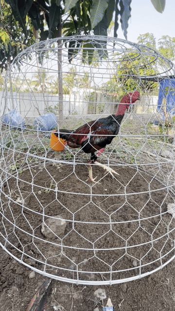 Gà đòn 3,6kg Đen đỏ Đực. Mua bán Gà tại Huyện Thủ Thừa Long An được đăng bởi SANG hình 1