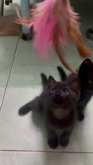 Mèo Anh lai ta đen 2 tháng tuổi. Mua bán Mèo tại Quận Bình Tân Tp Hồ Chí Minh được đăng bởi lvy hình 1