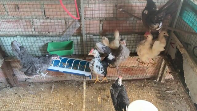 Gà Serama nhỏ nhắn đa sắc. Mua bán Gà tại Huyện Trảng Bom Đồng Nai được đăng bởi Giang Hố Nai hình 1