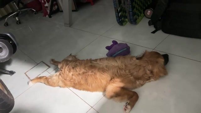 Chó Poodle lai Nhật 6 tháng. Mua bán Chó tại Thành phố Thủ Dầu Một Bình Dương được đăng bởi nhật hào hình 1