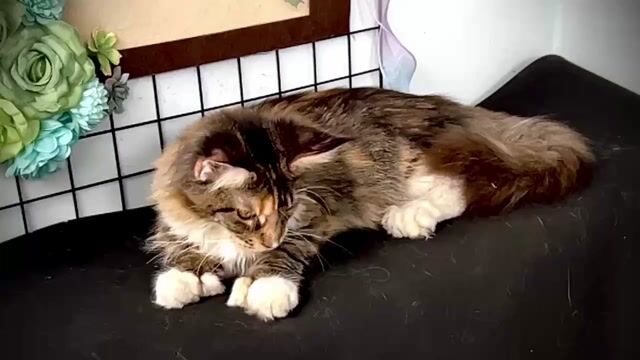 Mèo Maine Coon cái poly 6666 đã tiêm phòng. Mua bán Mèo tại Thành phố Thủ Đức Tp Hồ Chí Minh được đăng bởi Những bé mèo xinh hình 1