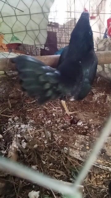 Gà Bắc Cộc Mã Lại Đen 8 lạng. Mua bán Gà tại Huyện Châu Thành Hậu Giang được đăng bởi Huynh Khang hình 1