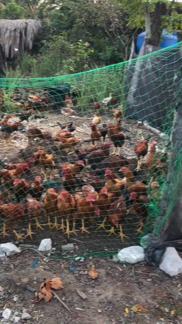 gà ta thả vườn, 70k/1kg. Mua bán Gà tại Huyện Nhơn Trạch Đồng Nai được đăng bởi Thanh vẹn hình 1