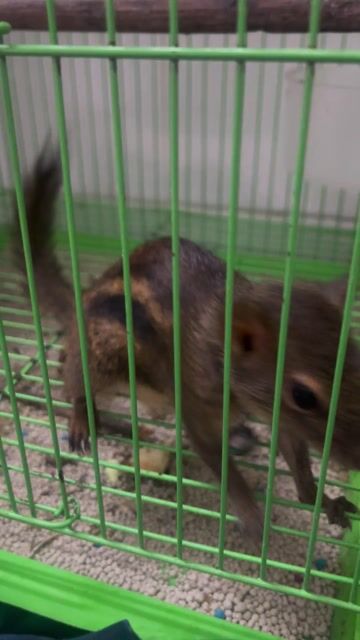 Sóc đất nhỏ đực màu Nâu. Mua bán Thú cưng khác tại Quận Bình Tân Tp Hồ Chí Minh được đăng bởi Trương Thị Cẩm Yến  hình 1