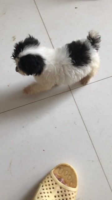 cún nhà sinh sản zeri tini nhỏ .