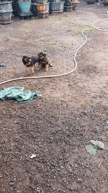 Chó nhà Doberman lai Béc-giê Đen vàng đã tiêm ngừa. Mua bán Chó tại Huyện Bình Chánh Tp Hồ Chí Minh được đăng bởi Mai Hồng hình 1