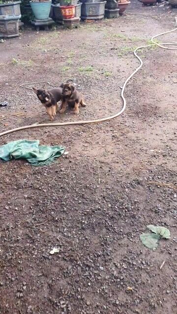 Chó nhà Doberman lai Béc-giê Đen vàng đã tiêm ngừa. Mua bán Chó tại Huyện Bình Chánh Tp Hồ Chí Minh được đăng bởi Mai Hồng hình 1