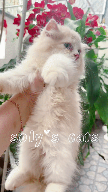 Mèo Anh lông dài xù xinh xắn. Mua bán Mèo tại Huyện Hóc Môn Tp Hồ Chí Minh được đăng bởi SOLY CATS hình 1