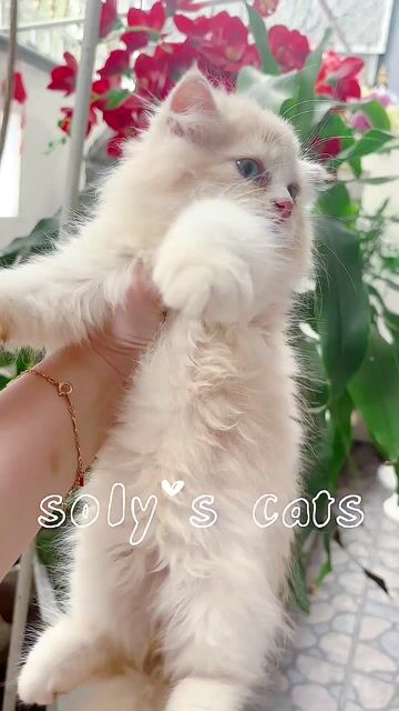Mèo Anh lông dài xù xinh xắn. Mua bán Mèo tại Huyện Hóc Môn Tp Hồ Chí Minh được đăng bởi SOLY CATS hình 1