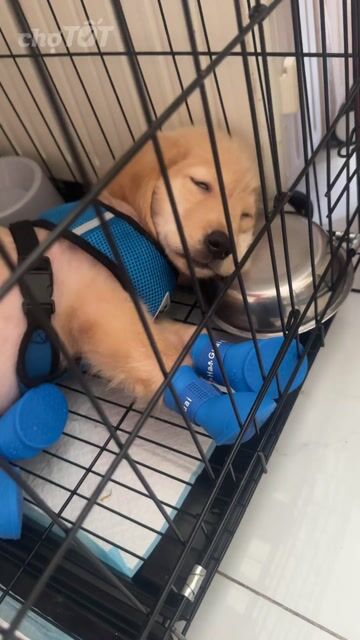 Chó Golden Retriever đực vàng kem 4-5 tháng 2 mũi. Mua bán Chó tại Thành phố Thanh Hóa Thanh Hóa được đăng bởi Linh hình 1