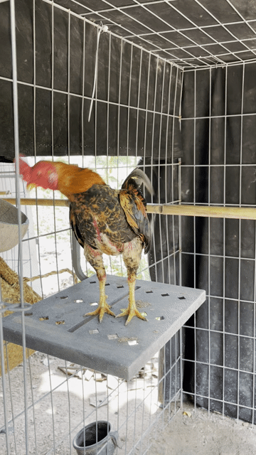 Gà nọc trống nâu đen. Mua bán Gà tại Thành phố Thủ Đức Tp Hồ Chí Minh được đăng bởi Chuyên Gà Tuyển  hình 1
