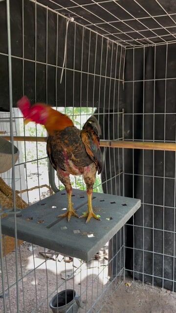 Gà nọc trống nâu đen. Mua bán Gà tại Thành phố Thủ Đức Tp Hồ Chí Minh được đăng bởi Chuyên Gà Tuyển  hình 1