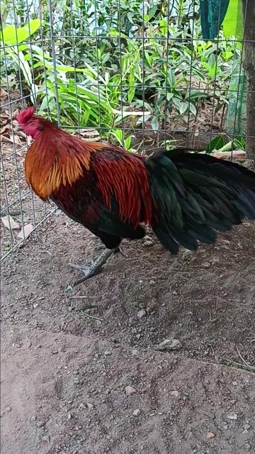 Gà xanh 3k. Mua bán Gà tại Huyện Thạnh Phú Bến Tre được đăng bởi thành vinh hình 1