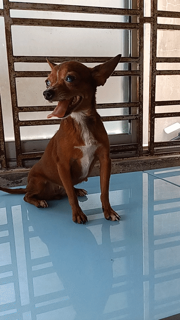 Chó Phốc cái 1.8kg màu Vàng. Mua bán Chó tại Quận Dương Kinh Hải Phòng được đăng bởi thông hình 1