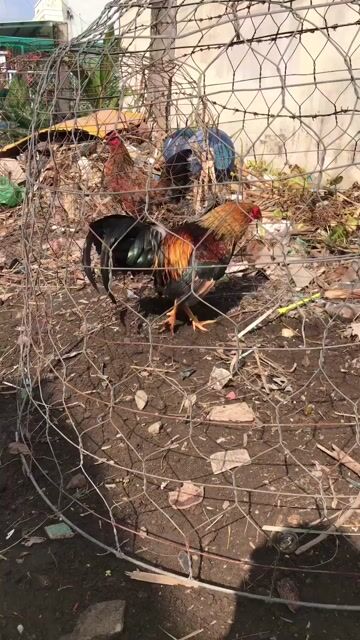 Gà tre Chuối 1.25kg. Mua bán Gà tại Quận Bình Tân Tp Hồ Chí Minh được đăng bởi Văn toàn hình 1