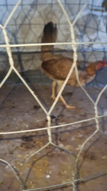 gà mái cuabn. Mua bán Gà tại Quận 8 Tp Hồ Chí Minh được đăng bởi Đức hình 1