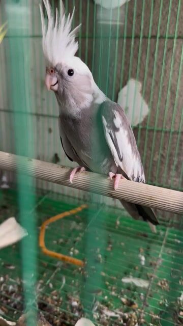 2 cặp cockatiel sinh sản. Mua bán Chim tại Thành phố Thủ Đức Tp Hồ Chí Minh được đăng bởi Huy hình 1