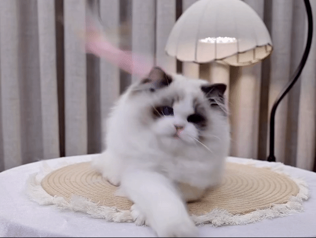 Mèo Ragdoll Việt Nam, nhập siêu Vip màu seal . Mua bán Mèo tại Quận 1 Tp Hồ Chí Minh được đăng bởi DƯƠNG MINH TRÍ VĨNH hình 1