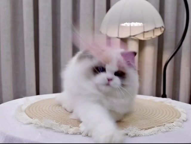 Mèo Ragdoll Việt Nam, nhập siêu Vip màu seal . Mua bán Mèo tại Quận 1 Tp Hồ Chí Minh được đăng bởi DƯƠNG MINH TRÍ VĨNH hình 1