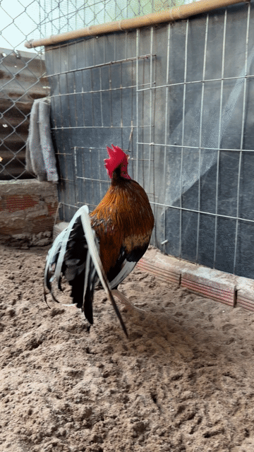Butcher lai chân trắng cựa đen. Mua bán Gà tại Huyện Long Thành Đồng Nai được đăng bởi Tai VN hình 1