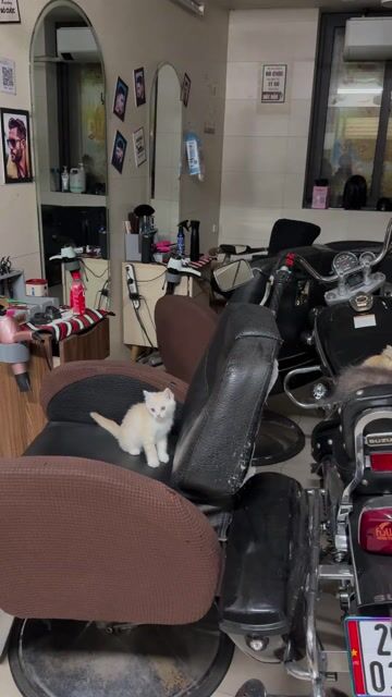 Mèo Lai Anh Vàng nhạt Khỏe mạnh. Mua bán Mèo tại Quận Hai Bà Trưng Hà Nội được đăng bởi Thành Xuân Anh Hà hình 1