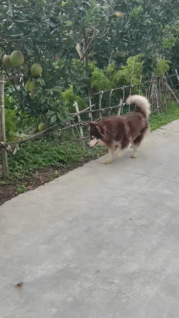 Chó Alaska cái 3 tuổi đã tiêm phòng. Mua bán Chó tại Huyện Kim Bôi Hòa Bình được đăng bởi lê hùng  hình 1