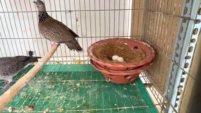 Cặp cu gáy Việt sinh sản. Mua bán Chim tại Quận Ninh Kiều Cần Thơ được đăng bởi Lộc hình 1