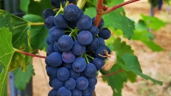 Vignerons et Découverte