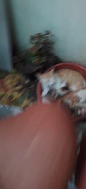 Mèo con đực cái khỏe mạnh. Mua bán Mèo tại Quận Long Biên Hà Nội được đăng bởi Trang Bao hình 1