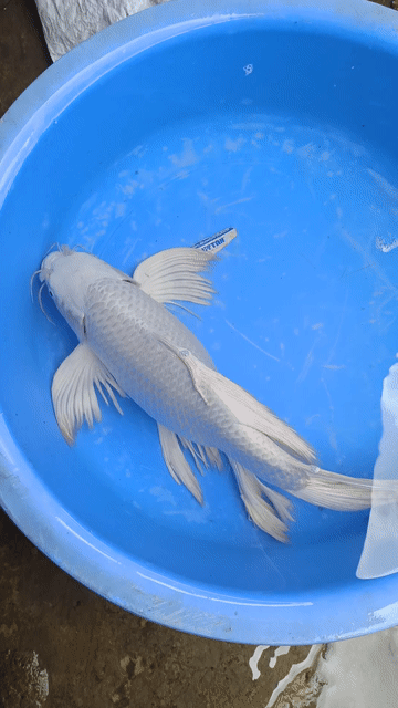 Cá Koi 40-45cm Trắng cam vàng dạn người. Mua bán Thú cưng khác tại Quận Bình Tân Tp Hồ Chí Minh được đăng bởi trân phúc hình 1
