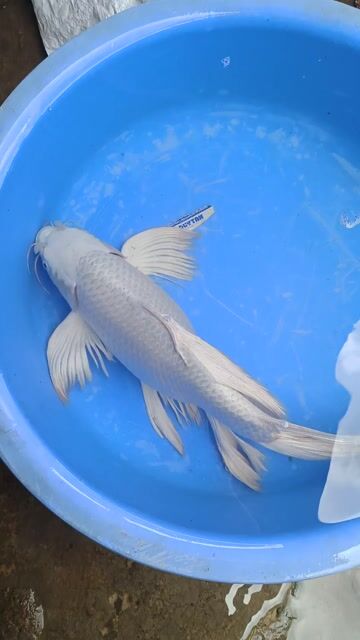 Cá Koi 40-45cm Trắng cam vàng dạn người. Mua bán Thú cưng khác tại Quận Bình Tân Tp Hồ Chí Minh được đăng bởi trân phúc hình 1