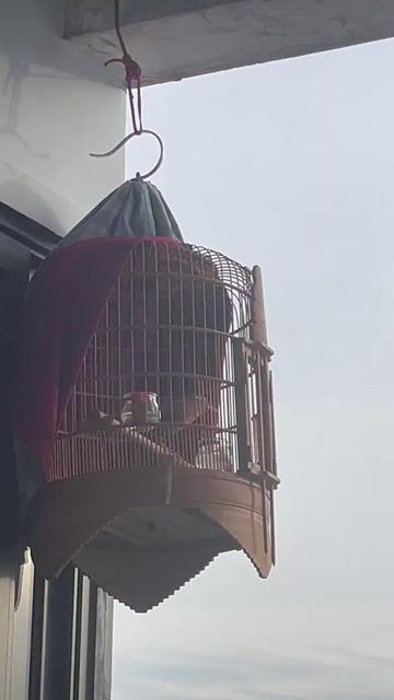 Chim hmi trong Trên 1 năm. Mua bán Chim tại Quận Bình Thạnh Tp Hồ Chí Minh được đăng bởi Mi vương  hình 1