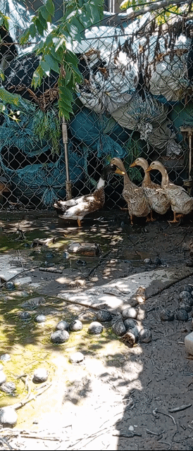 Vịt đẻ Lứa đầu 4 con. Mua bán Thú cưng khác tại Quận Ô Môn Cần Thơ được đăng bởi PI PETS dhth ct hình 1