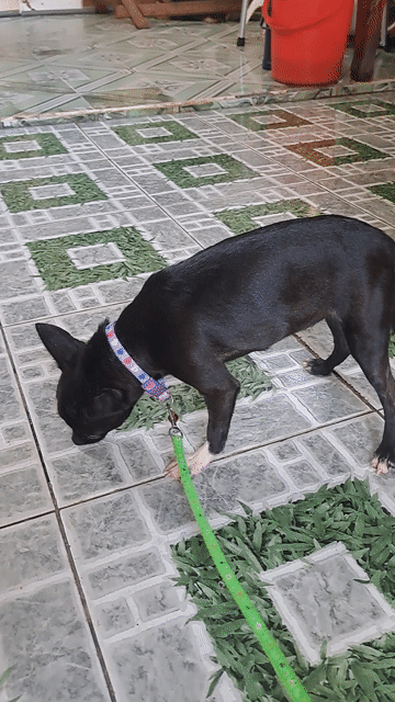 Chihuahua Cái Đen. Mua bán Chó tại Thành phố Thuận An Bình Dương được đăng bởi Mỹ Linh hình 1