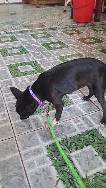 Chihuahua Cái Đen. Mua bán Chó tại Thành phố Thuận An Bình Dương được đăng bởi Mỹ Linh hình 1
