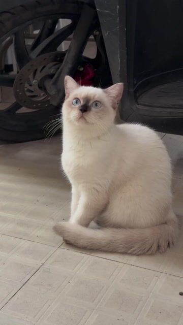 Mèo Silver point cái. Mua bán Mèo tại Huyện Nhà Bè Tp Hồ Chí Minh được đăng bởi Vy hình 1