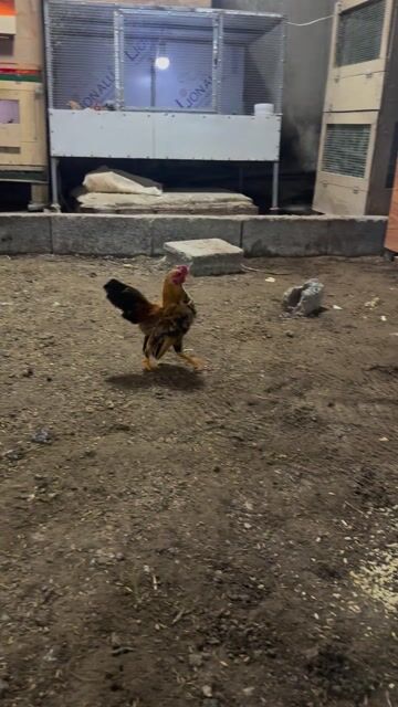 Gà tre mini Nâu đen. Mua bán Gà tại Huyện Cần Đước Long An được đăng bởi Trung Vinh hình 1