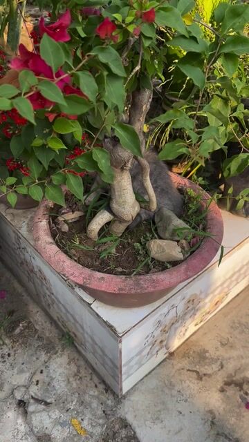 Mèo anh lông ngắn ( aln) 1tr có ship tỉnh thu hộ. Mua bán Mèo tại Quận 12 Tp Hồ Chí Minh được đăng bởi phạm thị hồng xuân hình 1