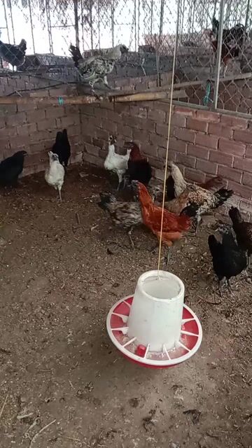 Gà H'mông bản địa. Mua bán Gà tại Huyện Củ Chi Tp Hồ Chí Minh được đăng bởi NguyênNghiã hình 1