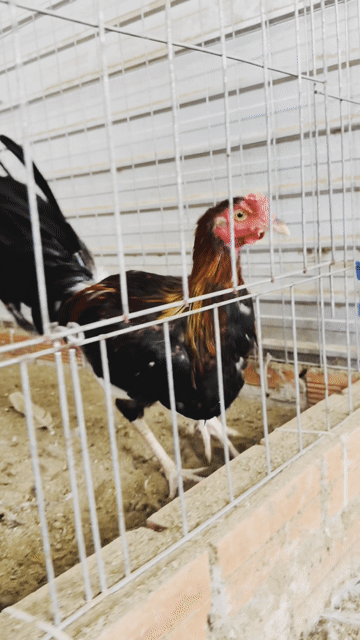 Gà Mỹ 4-5 tháng 2.3 kg. Mua bán Gà tại Huyện Trà Cú Trà Vinh được đăng bởi Gà Con  hình 1