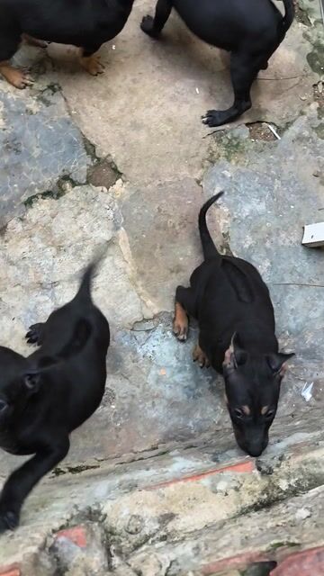 Chó doberman lại phú quốc. Mua bán Chó tại Thành phố Thủ Đức Tp Hồ Chí Minh được đăng bởi Thang Nguyen hình 1